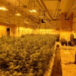 Large commercial indoor flowering room with HPS grow lights, ventilation ducts, and a full plant canopy