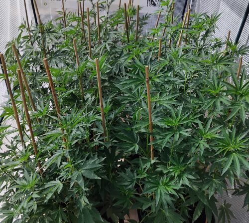 A small indoor cannabis garden trained on bamboo poles