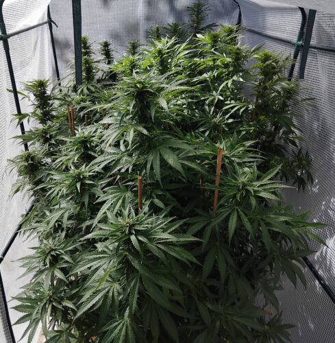 Indica plants growing in a tent.
