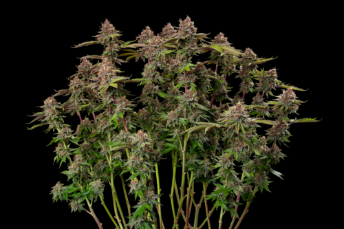 Mature autoflowering cannabis flowers on a black background