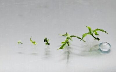 Education is the Backbone of Successful Tissue Culture