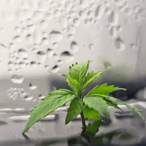 A cannabis plant growing in tissue culture media is in the foreground with glass and condensation in the background. Preventing contamination is key in tissue culture.