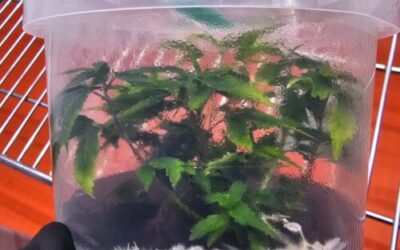 Starting a Tissue Culture Lab on a Budget