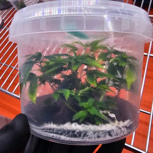 Aunt-Sandy-Moriarty-300x300 A black-gloved hand holds a jar of cannabis plants in culture, highlighting that you can start a tissue culture lab on a budget