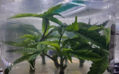 How to Prevent Contamination in Tissue Culture