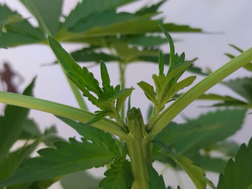 A cannabis plant's growing top has been cut to create offshoots at the top. "Topping'" is a great technique for increasing cannabis yields.