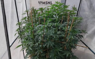 Training Cannabis Plants for Bigger Yields