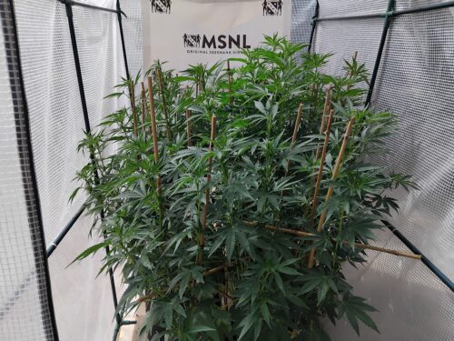 Aunt-Sandy-Moriarty-300x300 Cannabis plants are trained to increase yield.