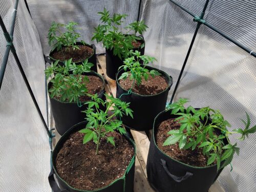 Cannabis plants are in a small grow tent in soil pots ready to be trained to increase yield.