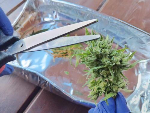 Sharp scissors are used to trim freshly-harvested cannabis plants.