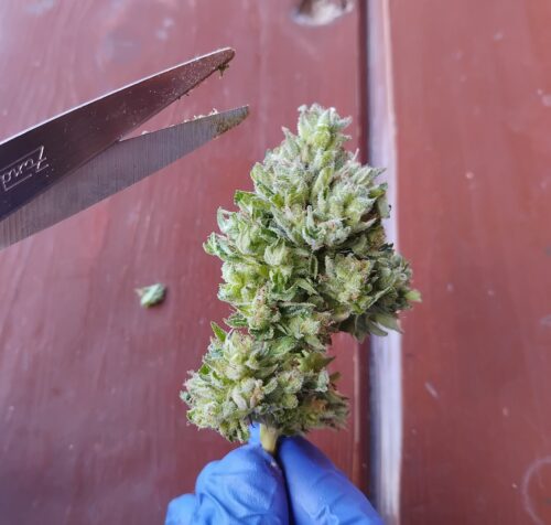 Sharp scissors are used to manicure a cannabis flower set against a red background.