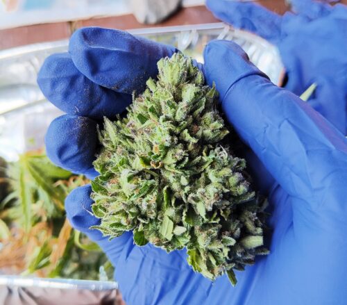 Aunt-Sandy-Moriarty-300x300 A blue-gloved hand holds a freshly-trimmed cannabis flower