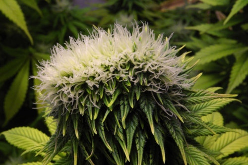 An image of a polyploid cannabis flower