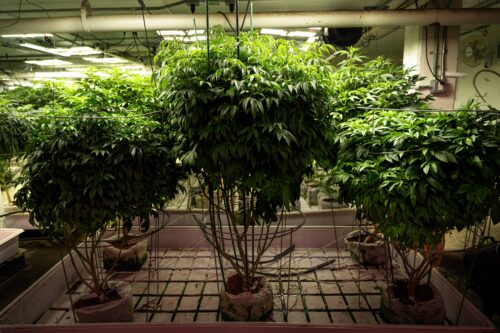 Mothers in a clone room are a form of cannabis genetic library