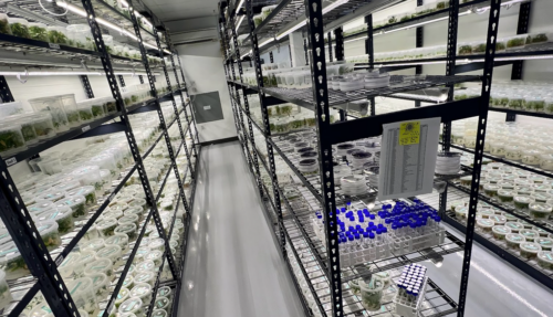 A tissue culture cannabis genetic library.