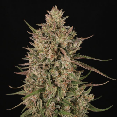 A finished Ocimene Kush flower on a black background bred by Mark Greyshock of Greenshock farms represents the prize of phenohunting unicorns