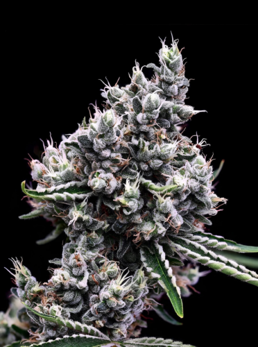A Crocket Family Farms Sour Tangie flower on black background represents a robust discussion about cannabis genetics