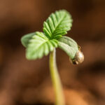 Cannabis-seedling-785427 Cannabis seedlings