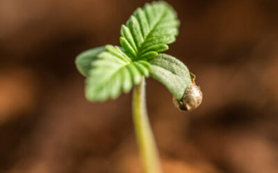 Tips for Cannabis Seedlings
