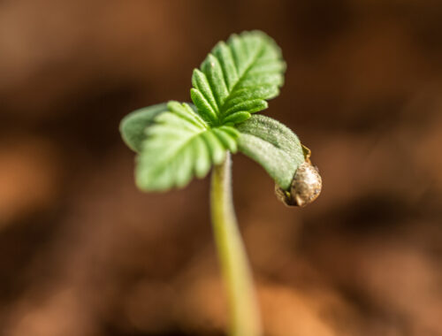 Aunt-Sandy-Moriarty-300x300 Cannabis seedlings