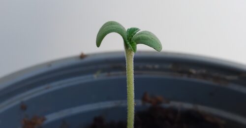 cannabis seedlines