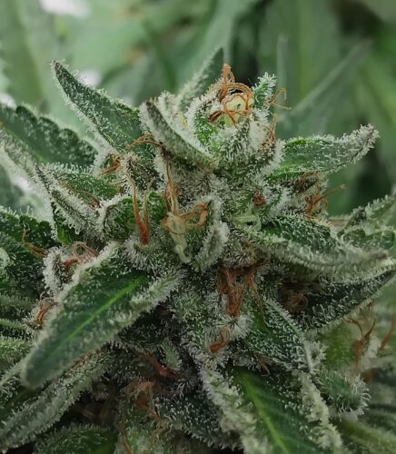A flowering cannabis plant reaching maturity
