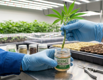cloning cannabis plants
