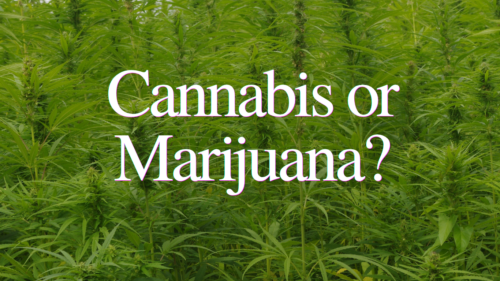 What’s the Difference Between Cannabis and Marijuana?