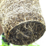 SOIL_AND_ROOTS the root ball of a plant to represent tips for repotting cannabis plants