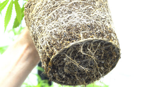 the root ball of a plant to represent tips for repotting cannabis plants