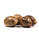 seed-image-13 A pile of cannabis seeds on a white background represents the content on choosing the right cannabis cultivars