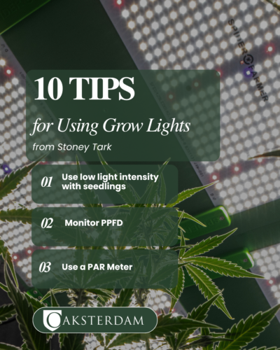 10 tips from stoney tark for using cannabis grow lights